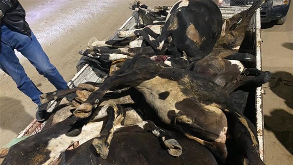 ضبط سيارة محملة بمواشي