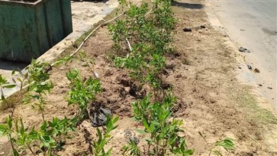 محافظ كفر الشيخ يوجه بتكثيف زراعة الأشجار للحفاظ على البيئة ومواجهة تغيرات المناخ