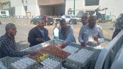 تبدأ بـ68 جنيها.. الزراعة تطرح كراتين البيض بأسعار مخفضة 30% عن السوق | صور 