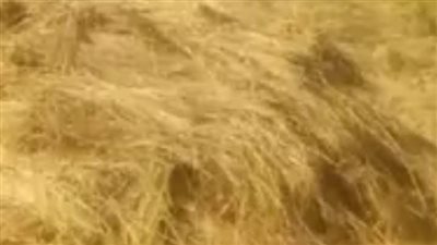 تحرير 11 إنذارا ضد مزارعين لامتناعهم عن توريد الأرز بالبحيرة