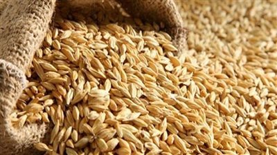 تفاصيل تهرب أصحاب أراضٍ زراعية من توريد 41 طن أرز شعير في صان الحجر بالشرقية