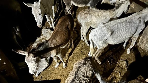 ضبط عامل بحوزته 29