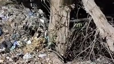 نزيف بالمخ وكسور.. إصابة مواطن سقطت عليه شجرة خلال استقلاله دراجة نارية بالغربية | بث مباشر