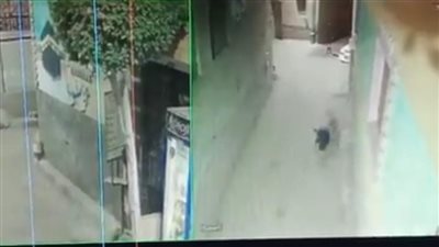 القضاء على كلب ضال عقر 14 شخصًا بالمنوفية