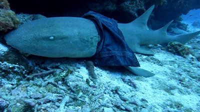  غواص يلتقط صورة لسمكة قرش ترتدي تنورة في المحيط