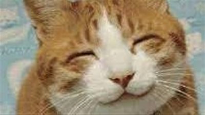 الخبراء يكتشفون طريقة فعالة يتواصل بها الإنسان مع القطط