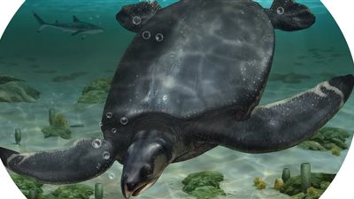 قبل أكثر من 80 مليون سنة.. اكتشاف سلحفاة بحرية بحجم سمك القرش الأبيض