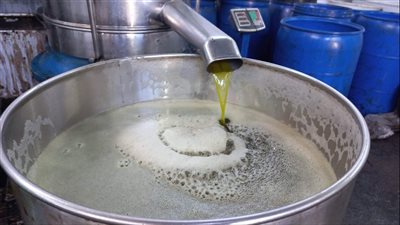 صبغ للآكلين.. القاهرة 24 داخل معاصر الزيتون في سيناء و6 مراحل لاستخلاص الزيوت| فيديو 