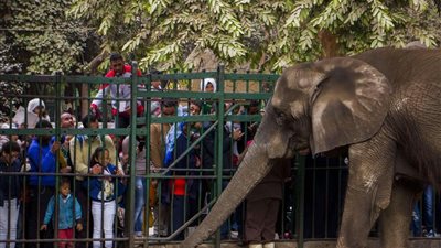 مدير حديقة الحيوان: استقبال أفيال جديدة بعد غياب سنوات.. وخطة التطوير تضعها في المنافسة العالمية