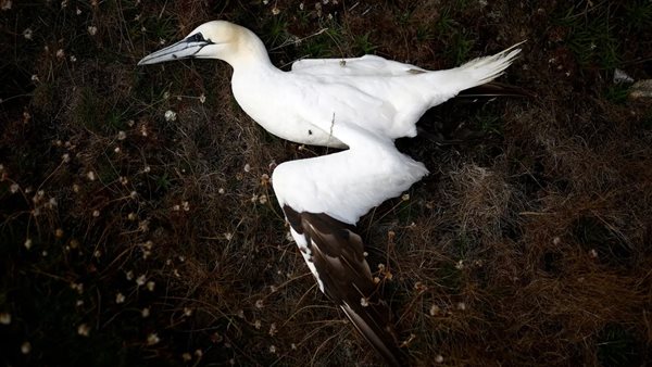 أنفلونزا الطيور