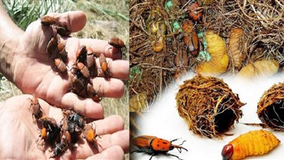 انتشار آفة سوسة النخيل وخسائر زارعي التمور الفادحة تتصدر مناقشات زراعة النواب اليوم 