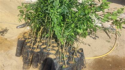 برتقال وجوافة ويوسفي.. جهاز حدائق أكتوبر يوزع 3500 شجرة مثمرة بالمجان على المواطنين | صور