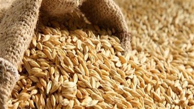 الحبس والغرامة للمخالف.. التفاصيل الكاملة لـ قواعد العمل لموسم توريد أرز الشعير 2022