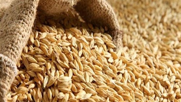 أرز الشعير