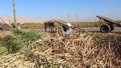 ننشر مواعيد صرف أولى دفعات حساب موردي القصب بمصانع سكر نجع حمادي (صورة)