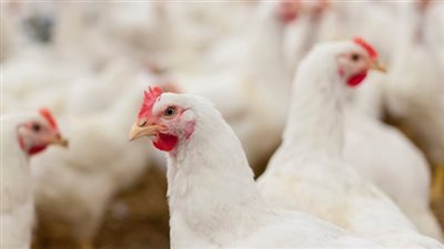 أسعار الدواجن اليوم الثلاثاء 28-1-2020 في مصر