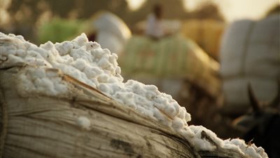 وزارة قطاع الأعمال العام: لن يتم خصخصة شركات القطن.. وخطة لتطوير المحالج