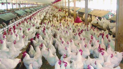 أسعار الفراخ اليوم الأحد 9-02-2020 في الأسواق والمحلات