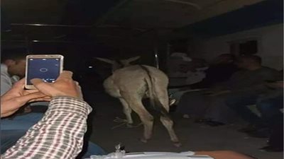 لميس الحديدي تبرز فيديو “القاهرة 24” عن واقعة “الراكب والحمار”.. وزوجته: ” مخه تعبان وغلبان”