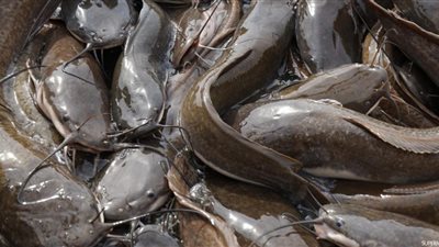 بسبب وجبة قراميط.. إصابة 5 أشخاص من أسرة واحدة بتسمم غذائي في البحيرة