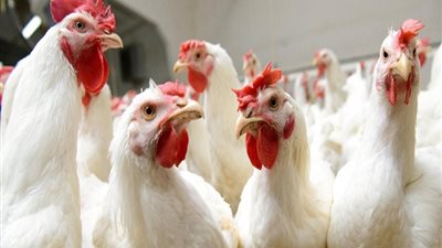 أسعار الفراخ اليوم الأثنين  24-2-2020.. انخفاض الأسعار في المزرعة 