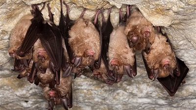 الصين تكتشف 5 فيروسات جديدة في الخفافيش تهدد البشر