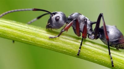 علماء يطورون علاجًا للسرطان أصغر من حجم النملة