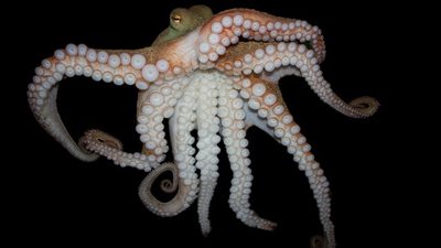 أدمغة الأخطبوط تشبه نظيراتها في البشر |دراسة 