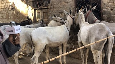 بعد فيديو منتحل شخصية أشهر محل سمين.. وكيل نقابة البيطريين توضح الفرق بين لحوم الحمير والمواشي 