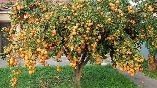 شجر اليوسفي