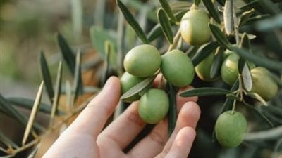 بحضور رئيسي مركز البحوث الزراعية وقطاع الإرشاد.. افتتاح المهرجان الأول للزيتون بحديقة الأورمان | بث مباشر 