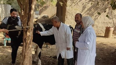 تحصين 168 ألف رأس ماشية ضد الحمى القلاعية والوادي المتصدع بالمنوفية