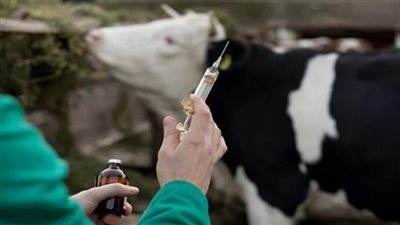 الإحصاء: 7.1% زيادة في أعداد بؤر التحصينات بلقاح الحمى القلاعية عام 2022