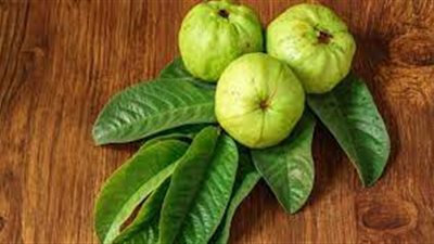 أبرزها منع تساقط الشعر.. فوائد تناول أوراق الجوافة