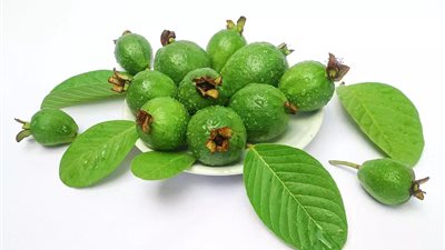 للسيطرة على السكر والضغط ومضاد للسرطان.. تعرف على فوائد أوراق الجوافة