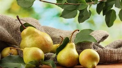 بعد تصدرها التريند.. تعرف على فوائد الكمثرى 