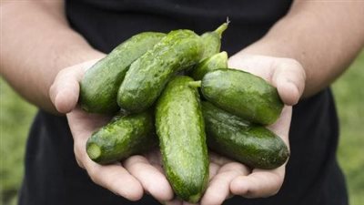 ماذا يحدث للجسم عند أكل الخيار؟.. دراسات طبية تجيب