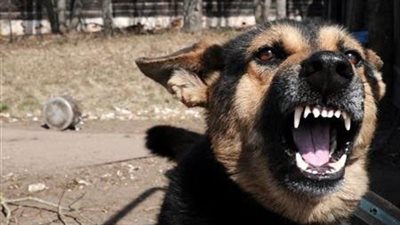 عقرة كلب تتسبب في إنهاء حياة طفلة بالمنوفية