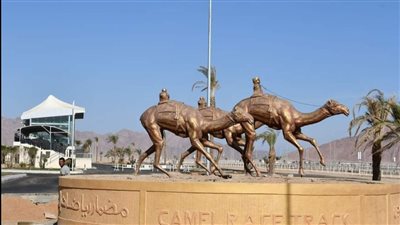 يناير المقبل.. إقامة سباق للهجن الدولي بشرم الشيخ والمحافظ يتفقد الإنشاءات