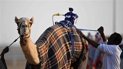 يقتل ثلث المصابين به.. خبراء يحذرون من تفشي إنفلونزا الإبل في كأس العالم 