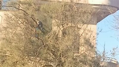 بعد مطاردة استمرت 3 ساعات.. الإمساك بـ قرد هارب أثار الذعر في شوارع طهطا بسوهاج | صور