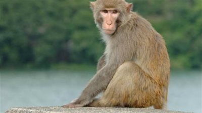 علماء: 72% من ذكور القرود ثنائي الجنس