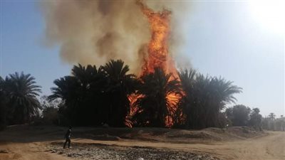 السيطرة على حريق اندلع في أشجار النخيل بأسوان
