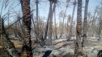 حرائق النخيل أزمة تهدد قلعة التمور المصرية بالوادي الجديد | صور 