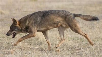 بينهم 3 طلاب ومدرس.. ذئب يهاجم قرية بقنا ويعقر 5 أشخاص | أسماء 