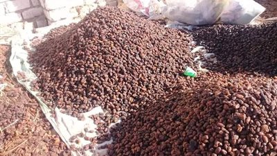 سعره من 3 لـ 5 جنيهات.. مزارعو الوادي الجديد يلجأون لـ الحفش لارتفاع أسعار الأعلاف