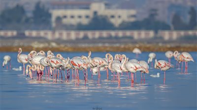 إقامة مهرجان بورسعيد الدولي لمراقبة وتصوير الطيور في نسختة الأولى | صور 