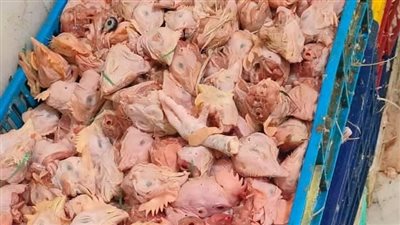 ضبط 10 أطنان هياكل دواجن وجلود فاسدة في مجزر غير مرخص بأوسيم