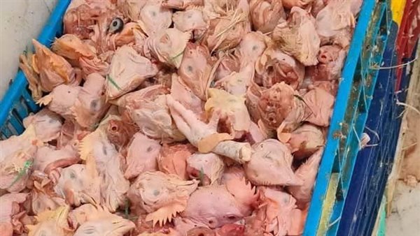 ضبط دواجن فاسدة 