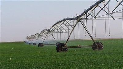 زراعة 235 ألف فدان قمح في الوادي الجديد حتى الآن